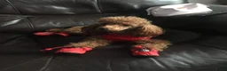 Toy Poodle dogs for stud: Toy poodle for stud  - Advert 7