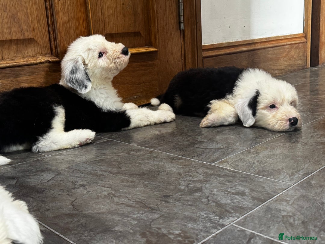 Old English Sheepdog dogs for sale: Extensively health tested KC registered OES  - Advert 13
