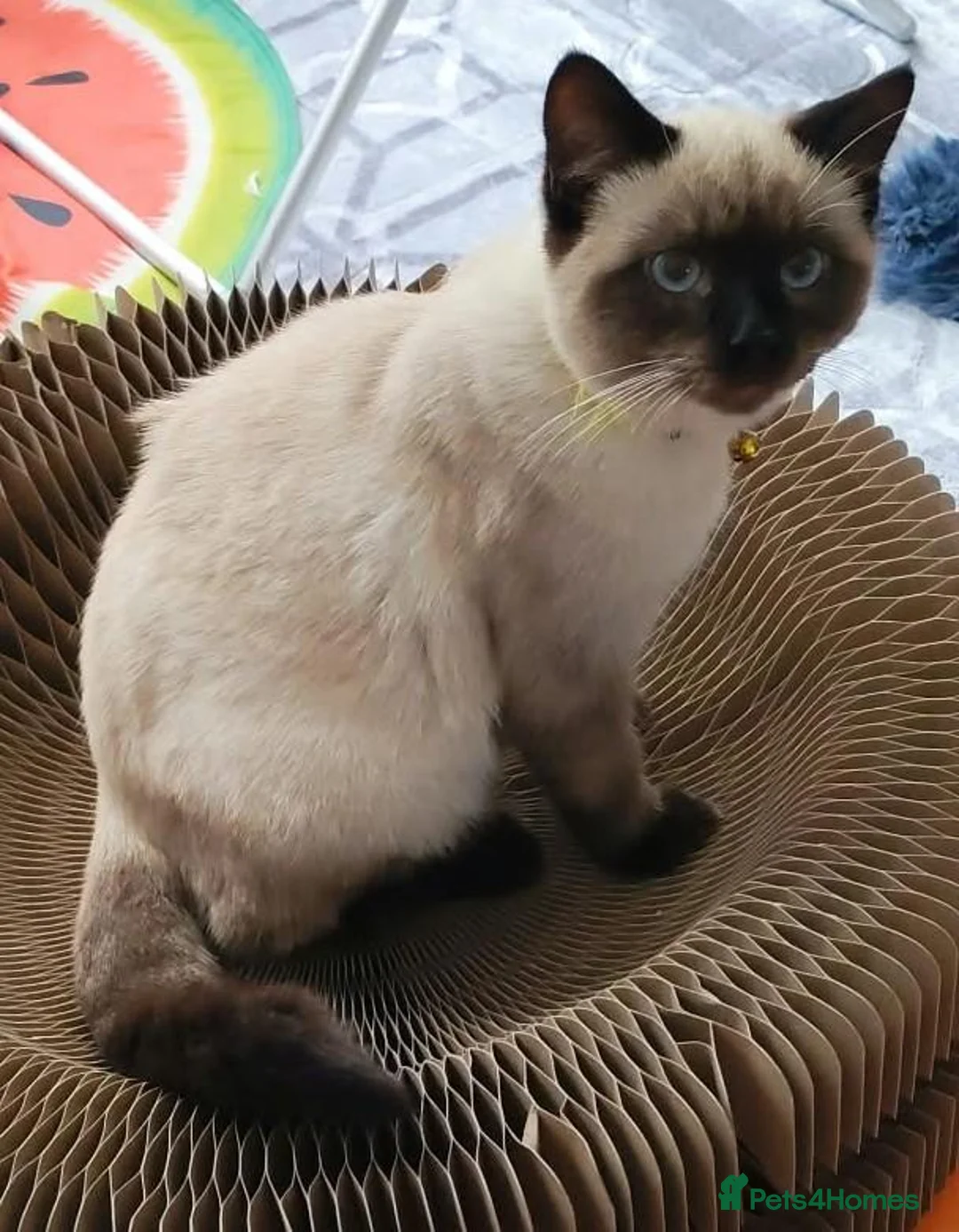 Ragdoll cats for sale: Ragdoll boy - Advert 1