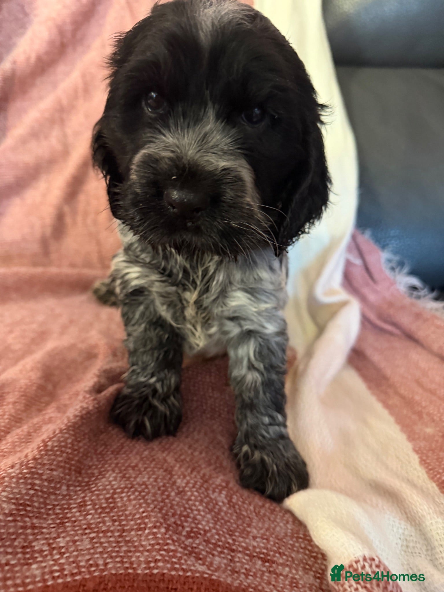 Cocker Spaniel dogs Beautiful blue roan cocker spaniel show puppies  - Advert 8