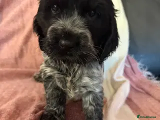 Cocker Spaniel dogs Beautiful blue roan cocker spaniel show puppies - Advert 3