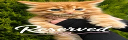 Maine Coon cats for sale: Gccf Pedigree Maine Coon kittens in Yeovil - Advert 12