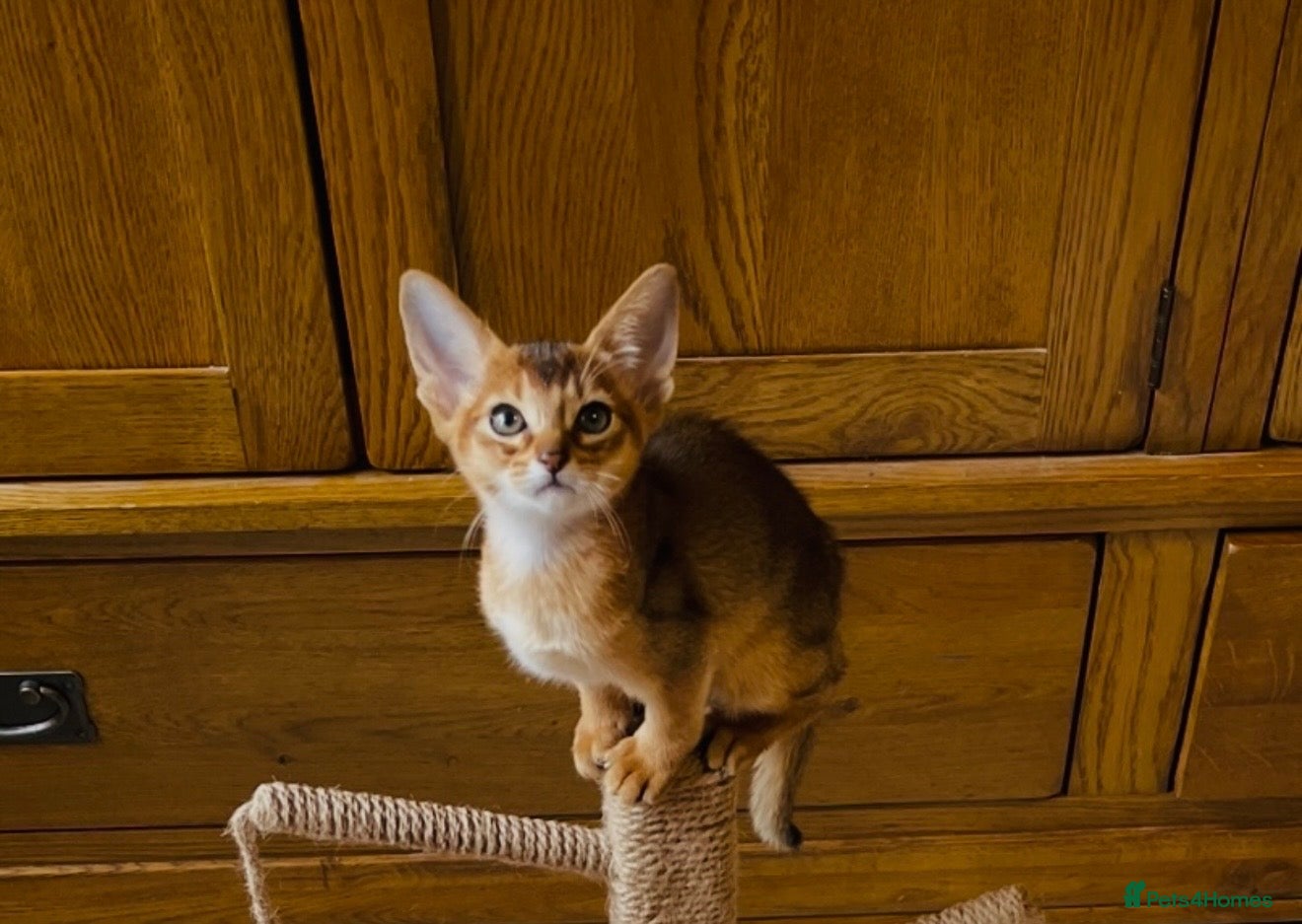 Abyssinian cats 12 Weeks Female 🏆🥇🏵️Top Quality Champion ln  - Advert 7