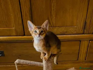 Abyssinian cats 12 Weeks Female 🏆🥇🏵️Top Quality Champion ln - Advert 7