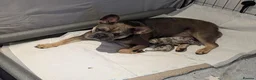 French Bulldog dogs for sale: Beautiful Merle Frenchie Girls in Aberdeen - Advert 2