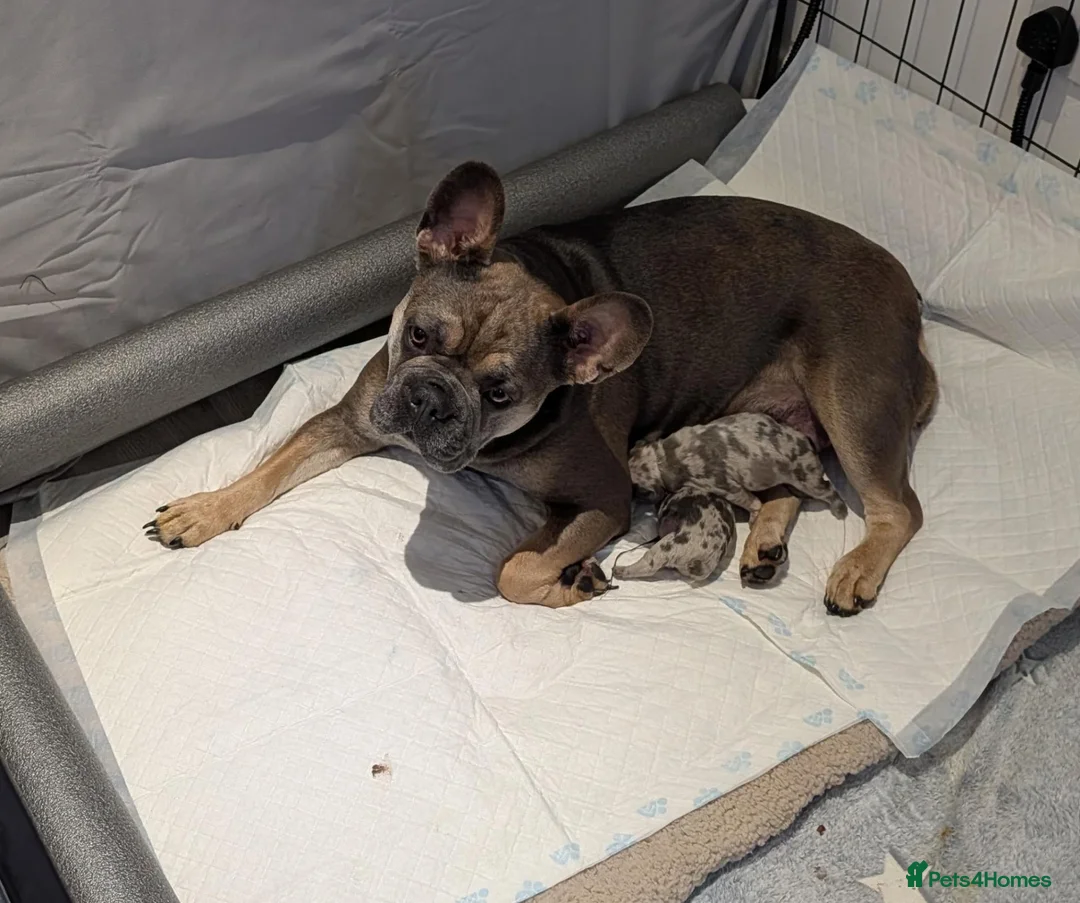 French Bulldog dogs for sale: Beautiful Merle Frenchie Girls in Aberdeen - Advert 2