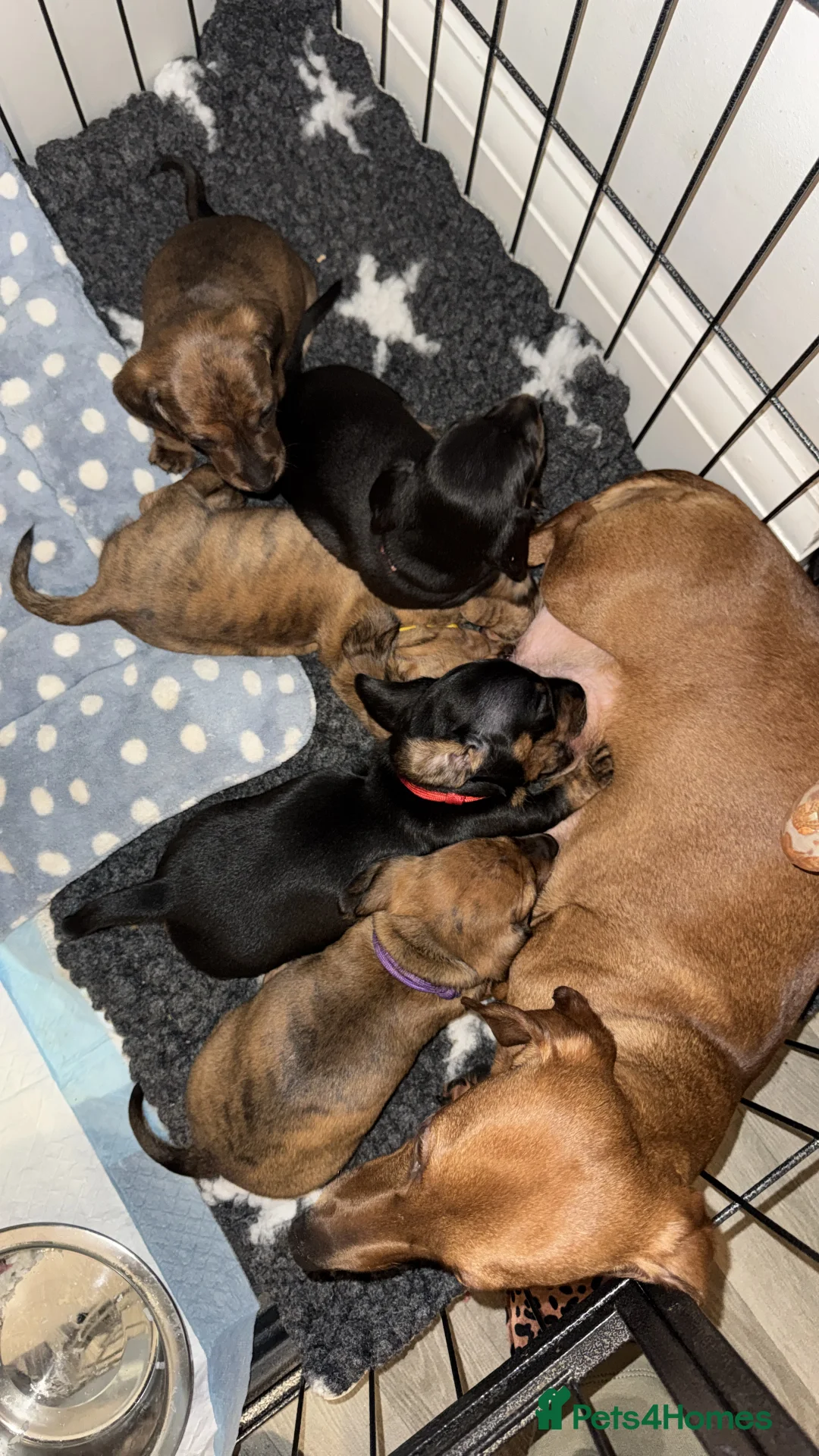 Miniature Dachshund dogs for sale: Gorgeous girls Mini Dachshund  - Advert 28