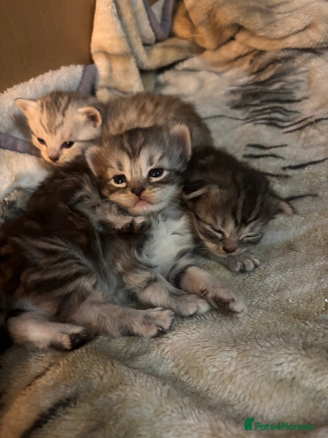 Mixed Breed cats for sale: Mixed breed kittens- ragdoll and tabby - Advert 7