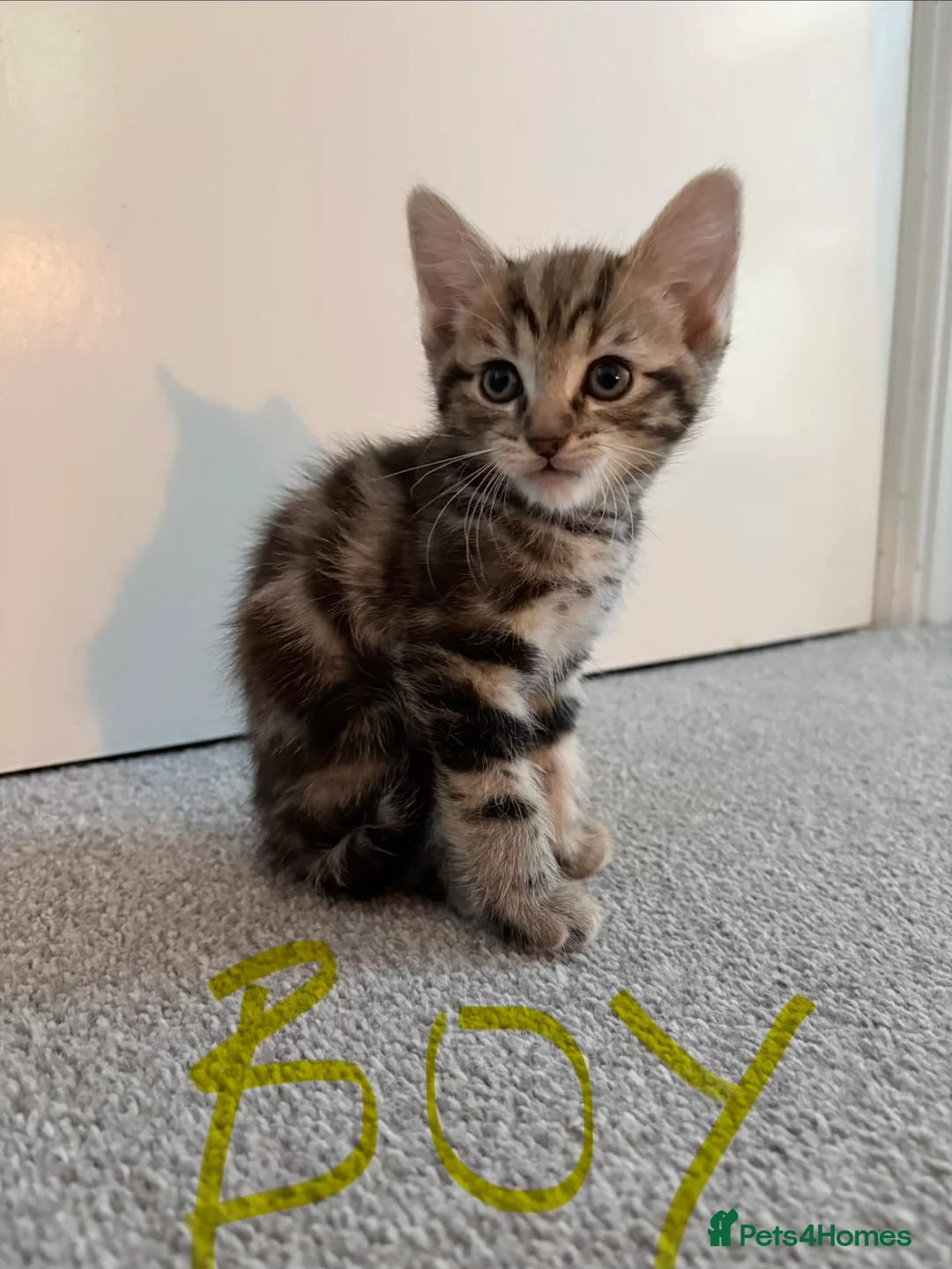 Mixed Breed cats for sale: Beautiful Mixed Breed Kittens - Advert 6