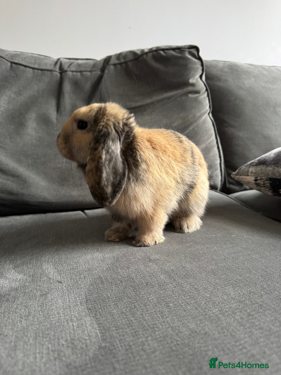 Mini Lop rabbits for sale: Beautiful Mini Lop Boy (Buck) - Image 3