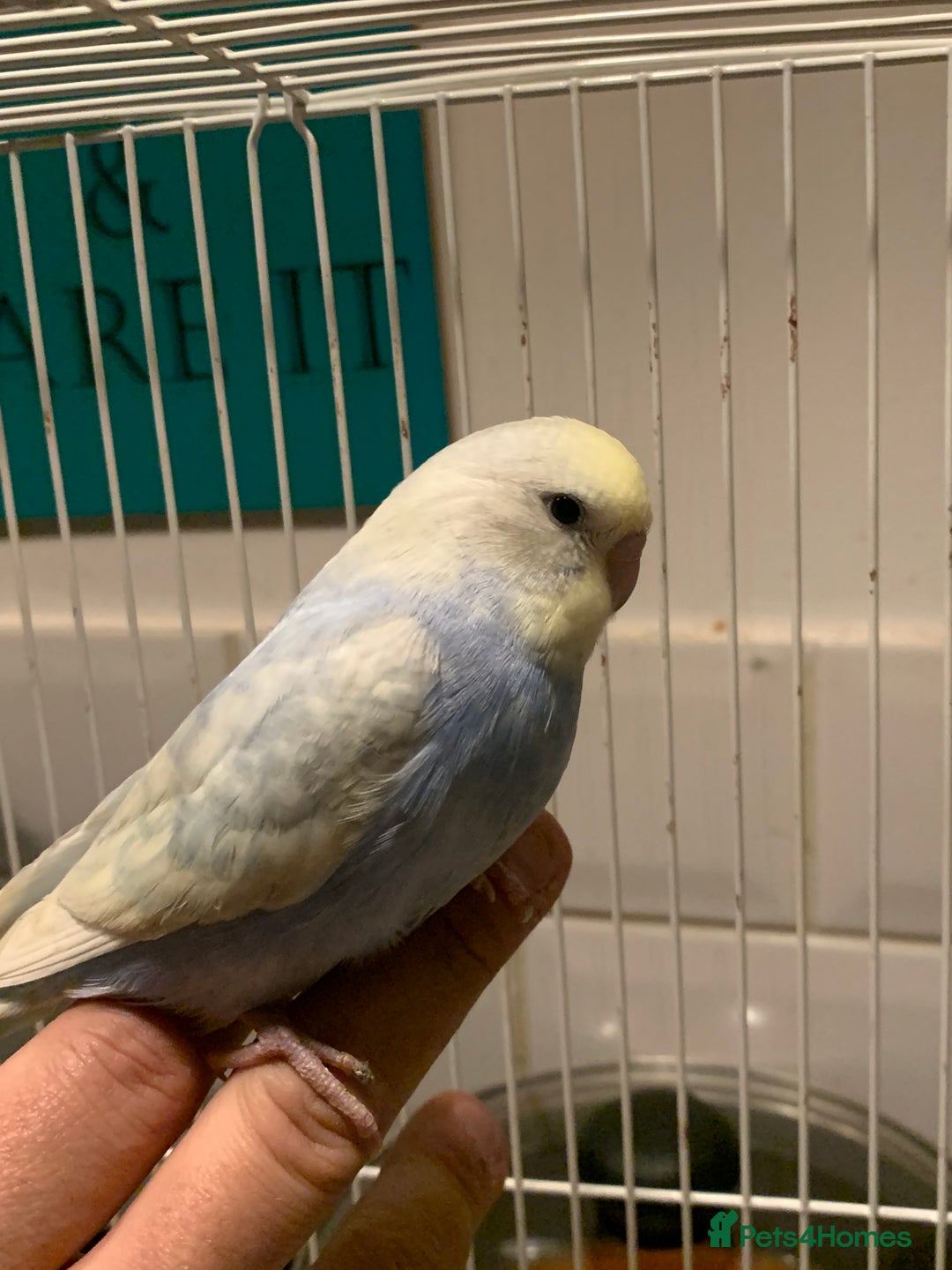 Budgerigars birds for sale: Hand reared hand tame baby budgies - Advert 17