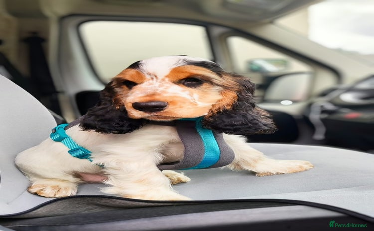 Cocker Spaniel dogs - Advert 6