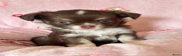Chihuahua dogs for sale: Stunning Long-Haired Chihuahua Puppies in ELY - Advert 12