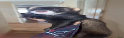 Ferret rodents for sale: Male Ferret - Advert 2