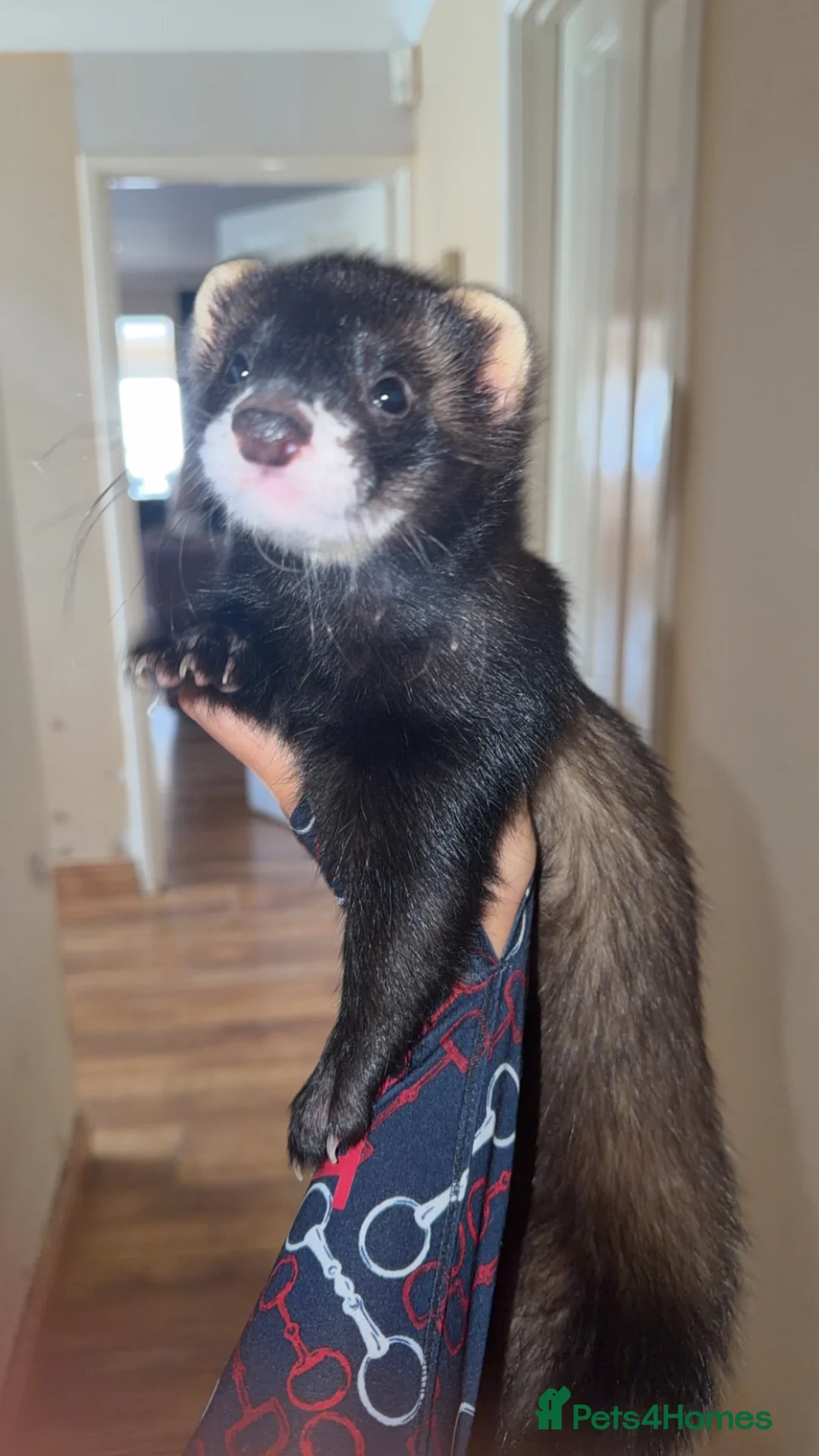 Ferret rodents for sale: Male Ferret - Advert 2