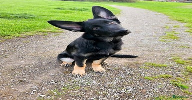 German Shepherd dogs - Advert 4