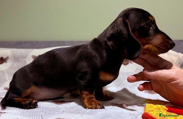 Miniature Dachshund dogs Ruby and Marley pups - Advert 9