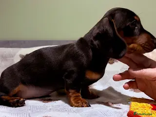 Miniature Dachshund dogs Ruby and Marley pups - Advert 9