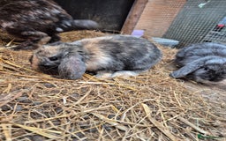 Mini Lop rabbits for sale: Mini Lop Buns ready to reserve  - Image 2