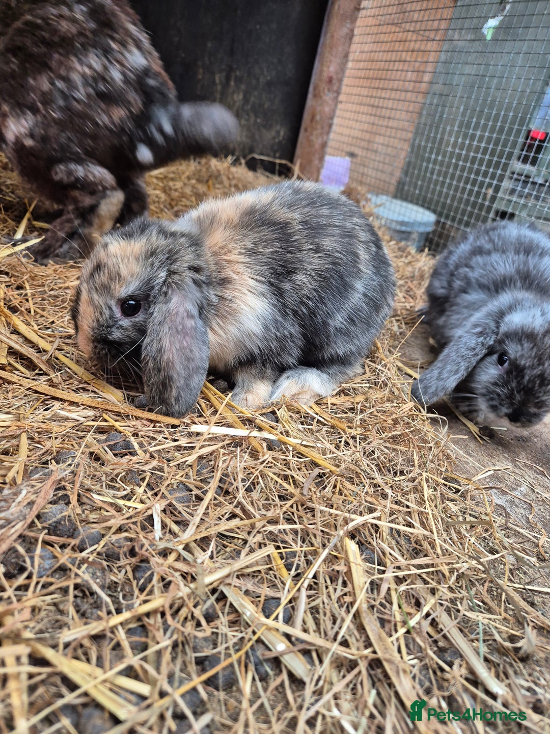 Mini Lop rabbits for sale: Mini Lop Buns ready to reserve  - Image 2