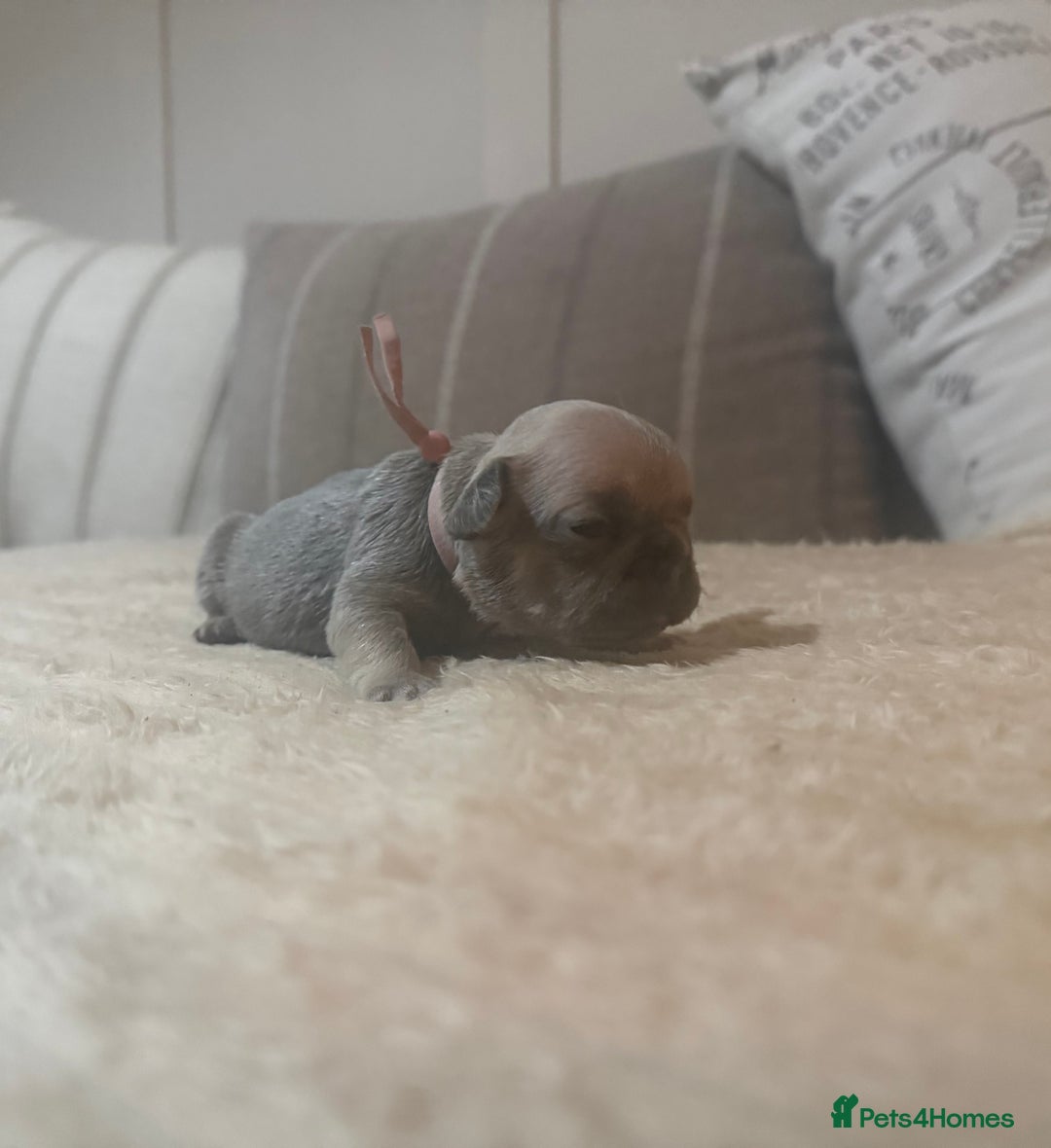 French Bulldog dogs for sale: French bulldog puppies - Advert 37