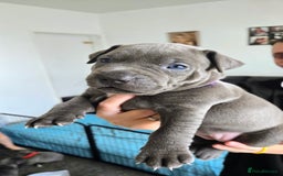 Mixed Breed dogs for sale: Staffy cross pups for sale  - Image 10