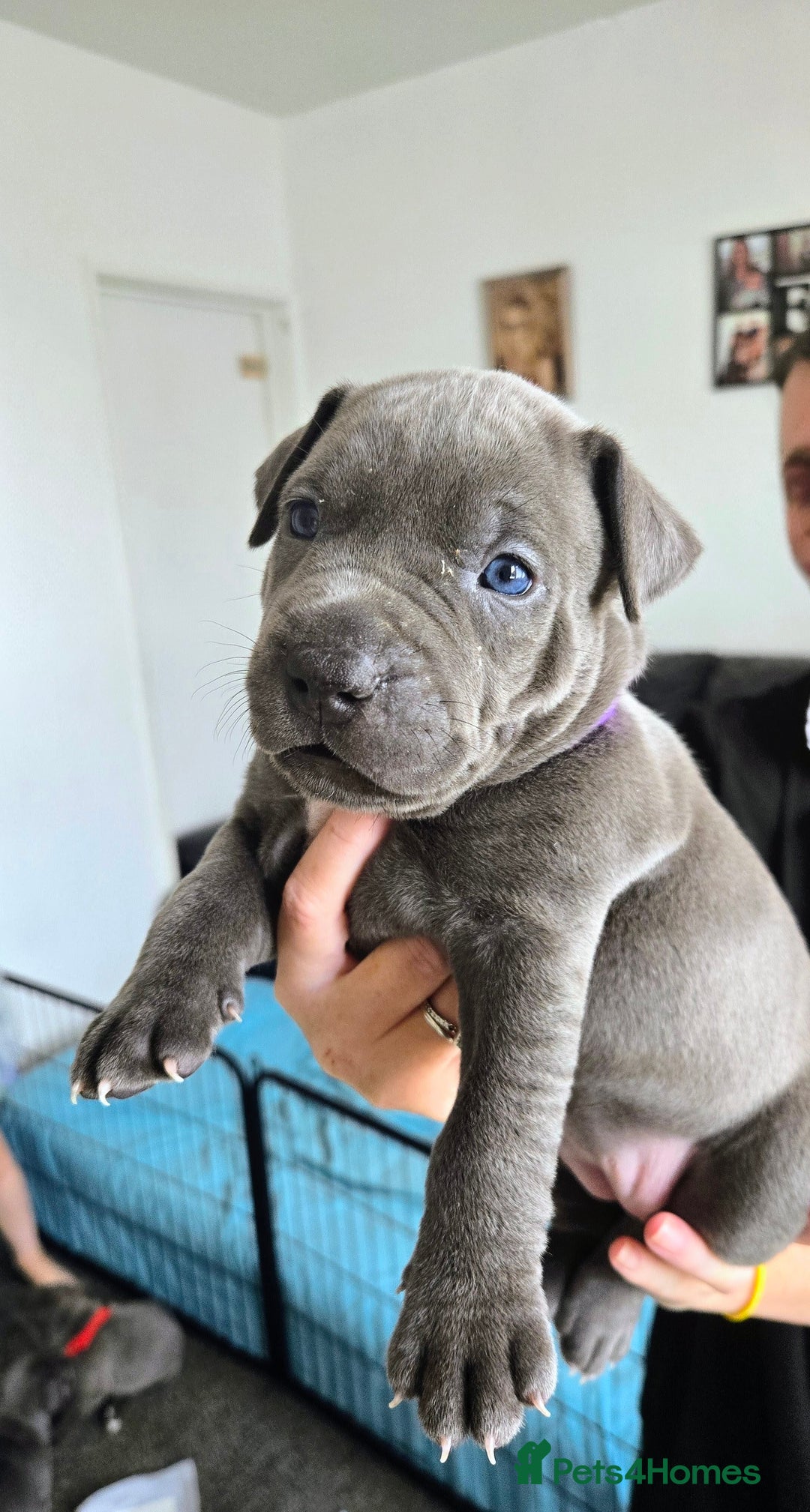 Mixed Breed dogs for sale: Staffy cross pups for sale  - Image 10