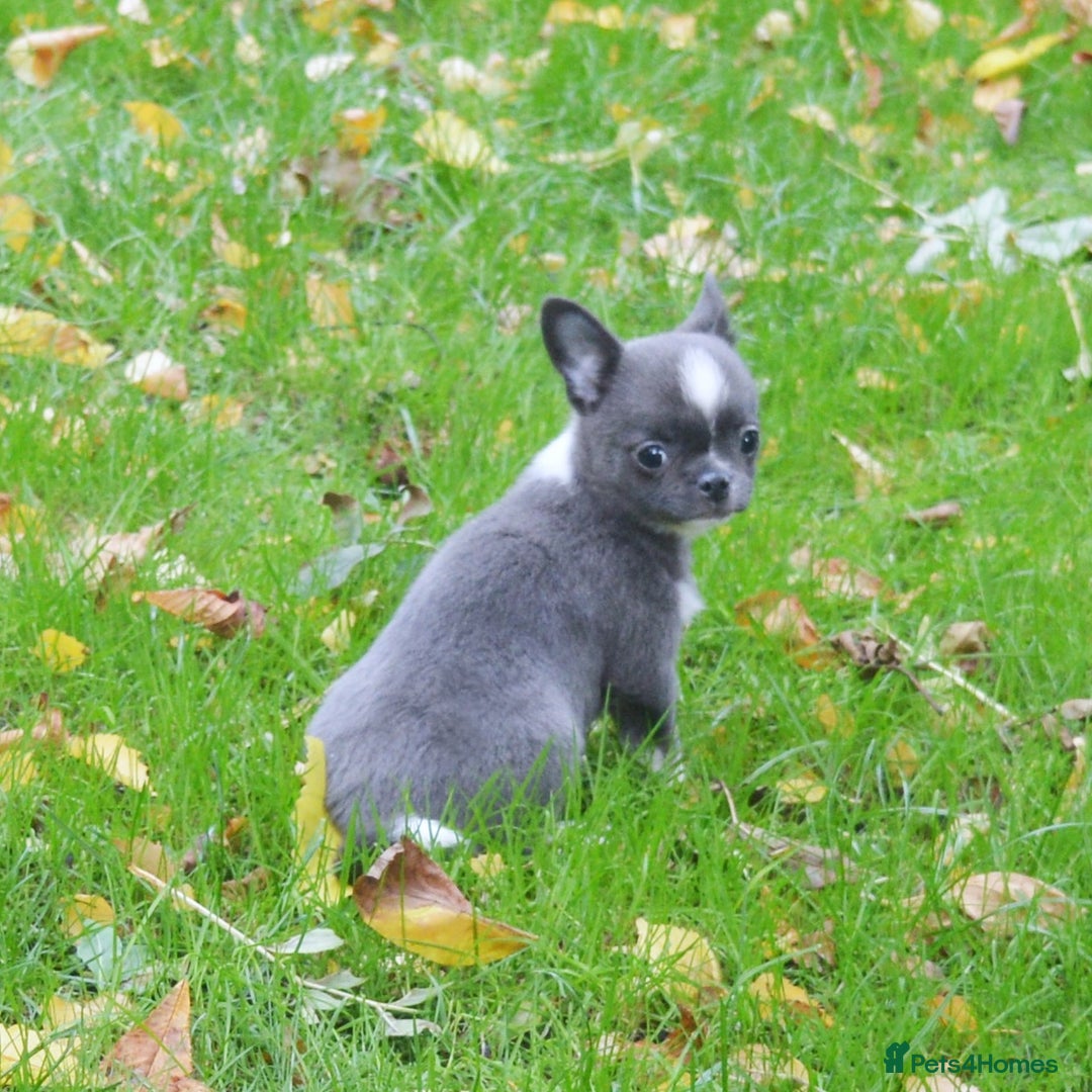 Chihuahua dogs for sale: KC REG HEALTH TESTED CHIHUAHUA BABIES - Image 1