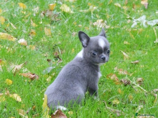 Chihuahua dogs - Advert 10