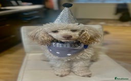 Toy Poodle dogs for stud: 🌙Monty Moonshine KC Café au Lait Toy Poodle Stud - Advert 1