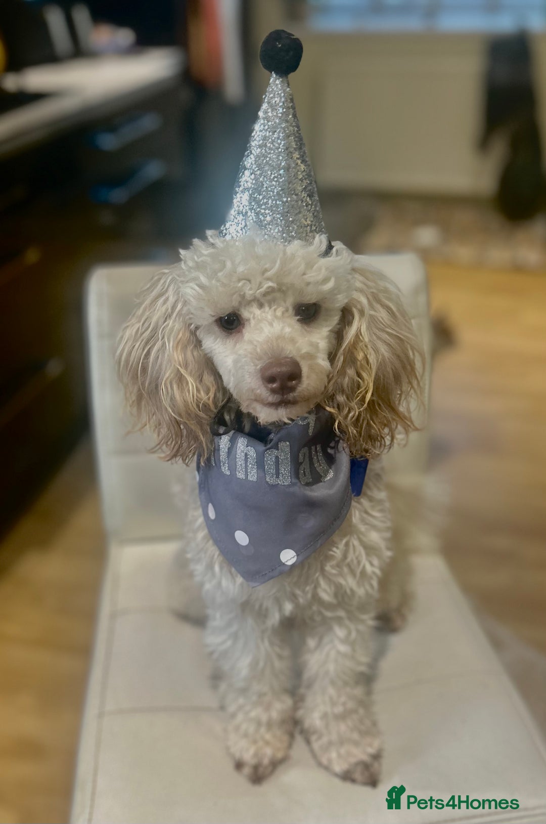 Toy Poodle dogs for stud: 🌙Monty Moonshine KC Café au Lait Toy Poodle Stud - Advert 1