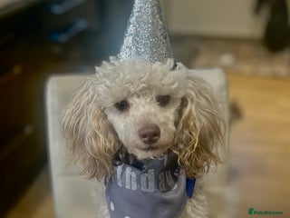 Toy Poodle dogs for stud: 🌙Monty Moonshine KC Café au Lait Toy Poodle Stud - Advert 1