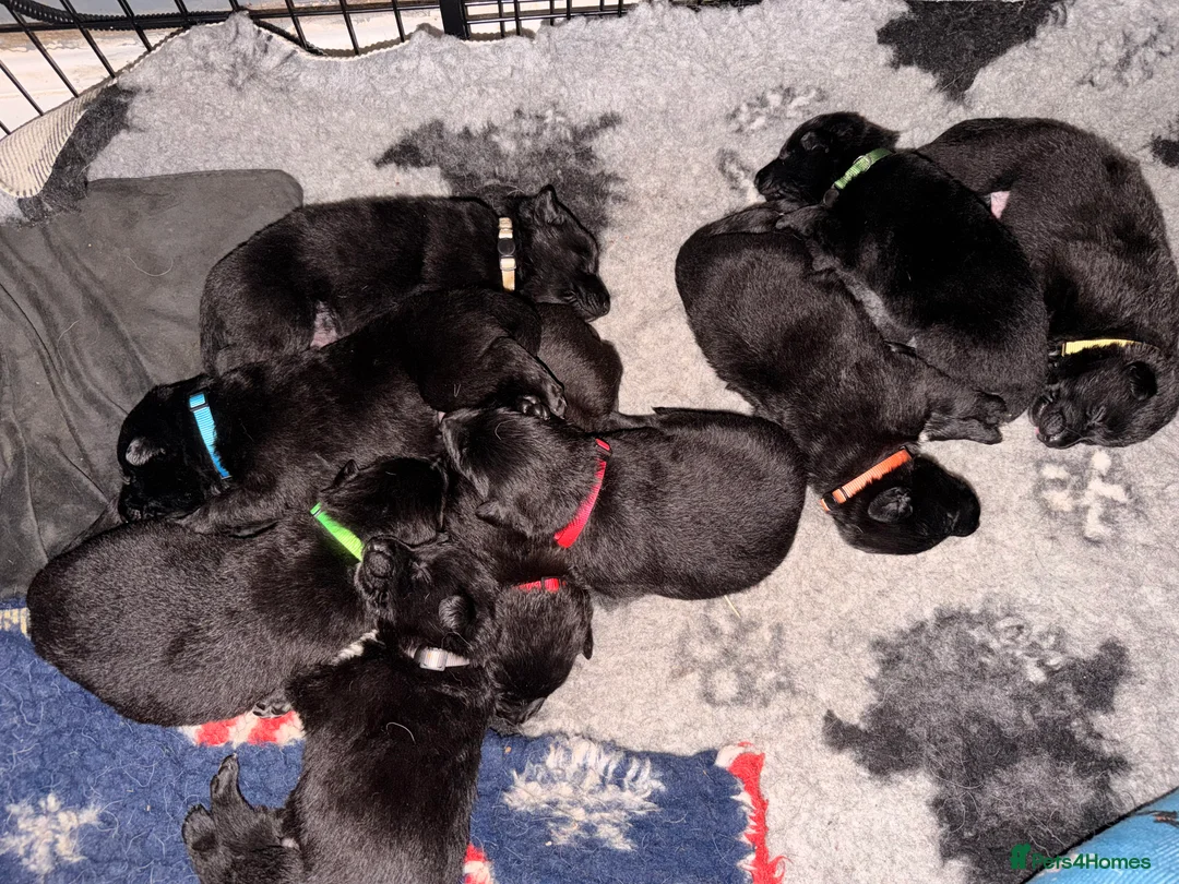 Mixed Breed dogs for sale: German shepherd x border collie (Shollie) - Advert 5