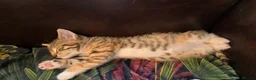Mixed Breed cats for sale:  Ready to go to their forever homes - Advert 16