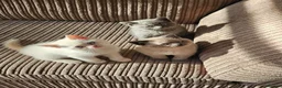 British Shorthair cats for sale: Adorable Purebred British Shorthair Kittens in Oldbury - Advert 2