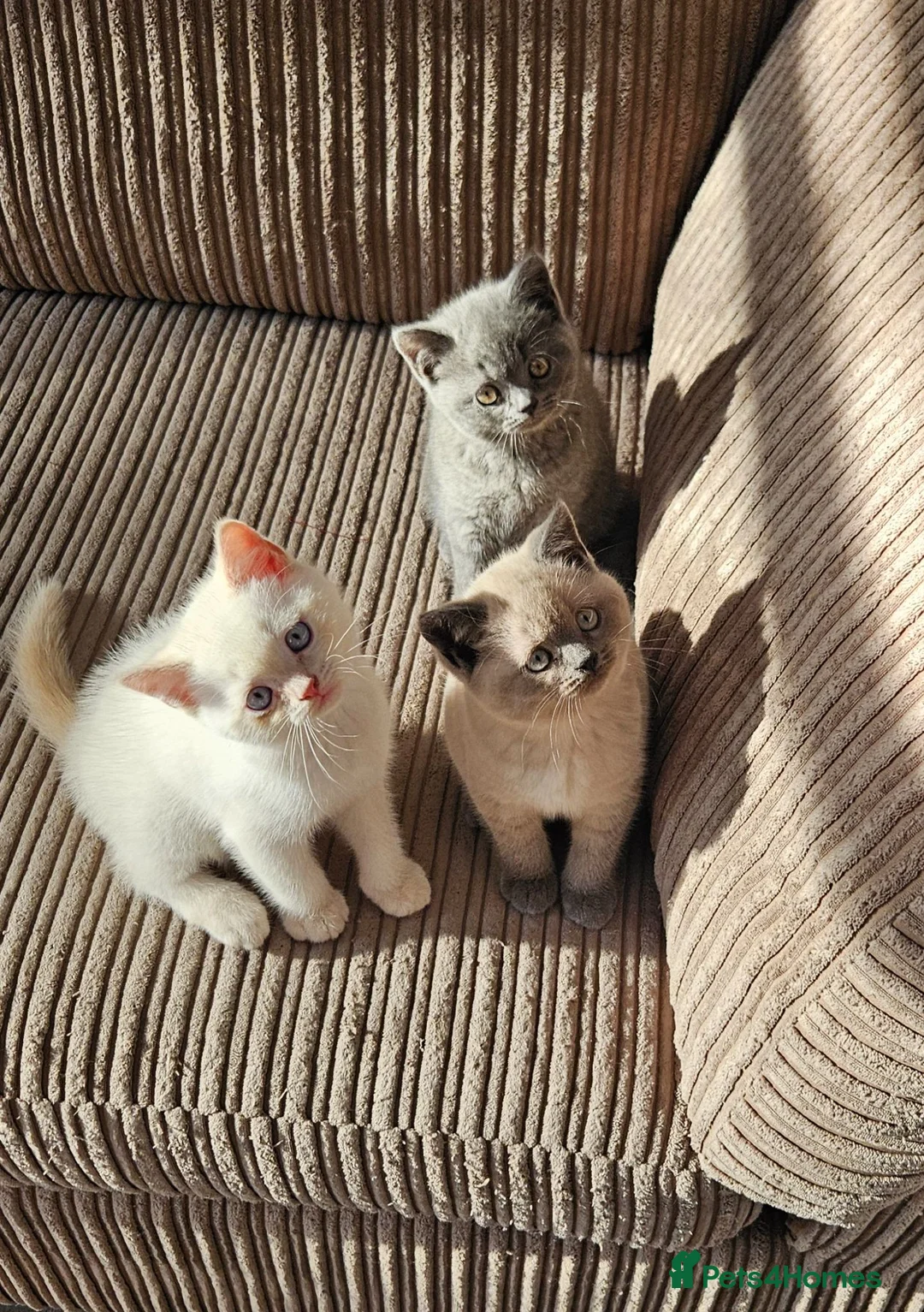 British Shorthair cats for sale: Adorable Purebred British Shorthair Kittens in Oldbury - Advert 2