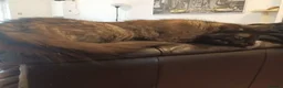 Mixed Breed cats for sale: 5 adorable kittens are ready for new homes - Advert 6