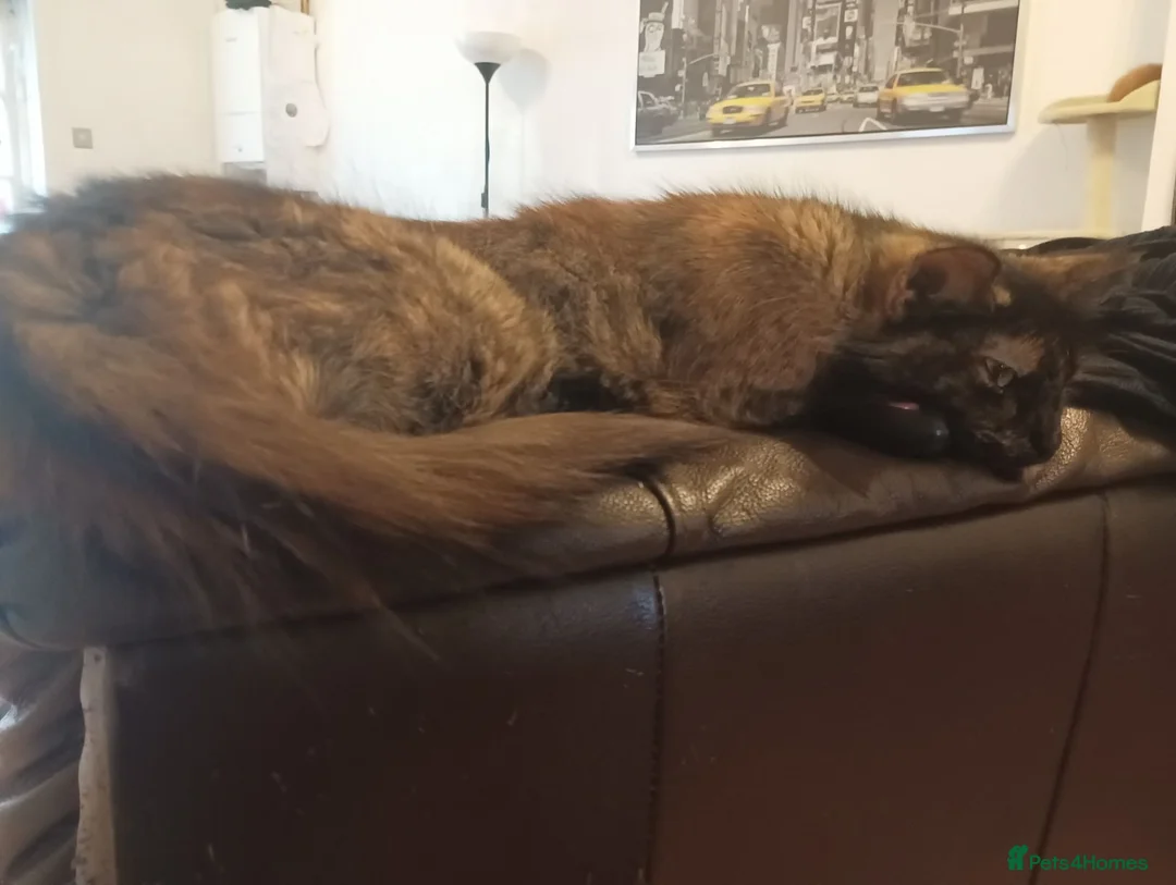 Mixed Breed cats for sale: 5 adorable kittens are ready for new homes - Advert 6