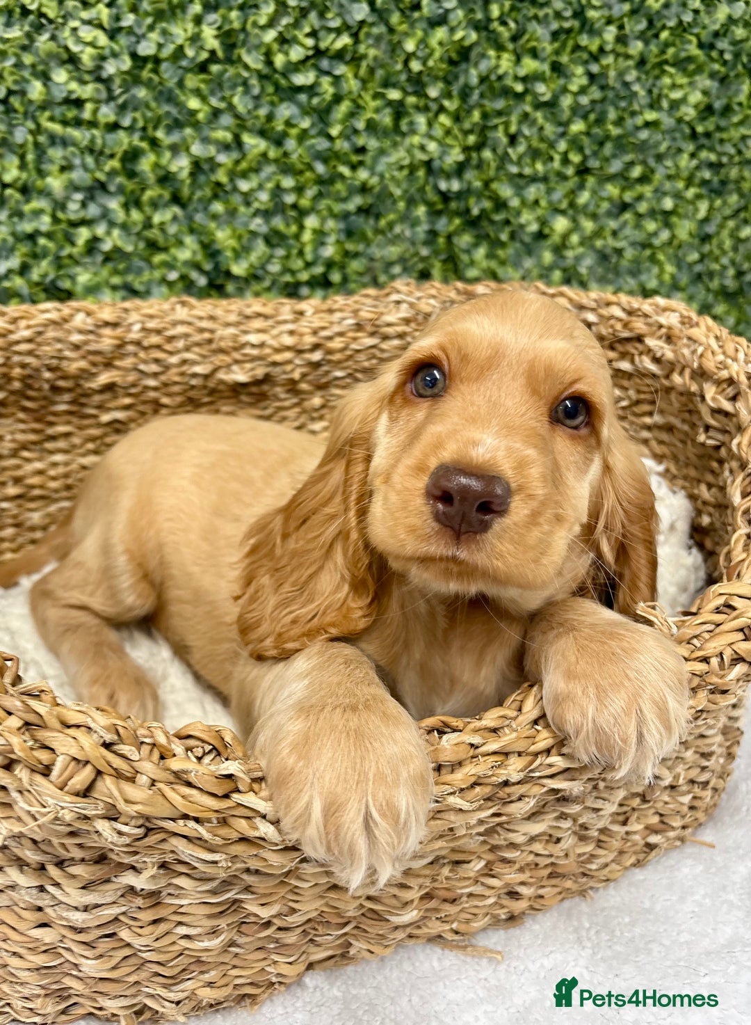 Cocker Spaniel dogs for sale: 🧡READY TO LEAVE Cocker Spaniel Puppies For Sale - Image 12