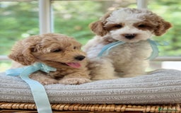 Mixed Breed dogs for sale: Teddy bear puppies - Image 3