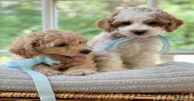 Mixed Breed dogs - Advert 2