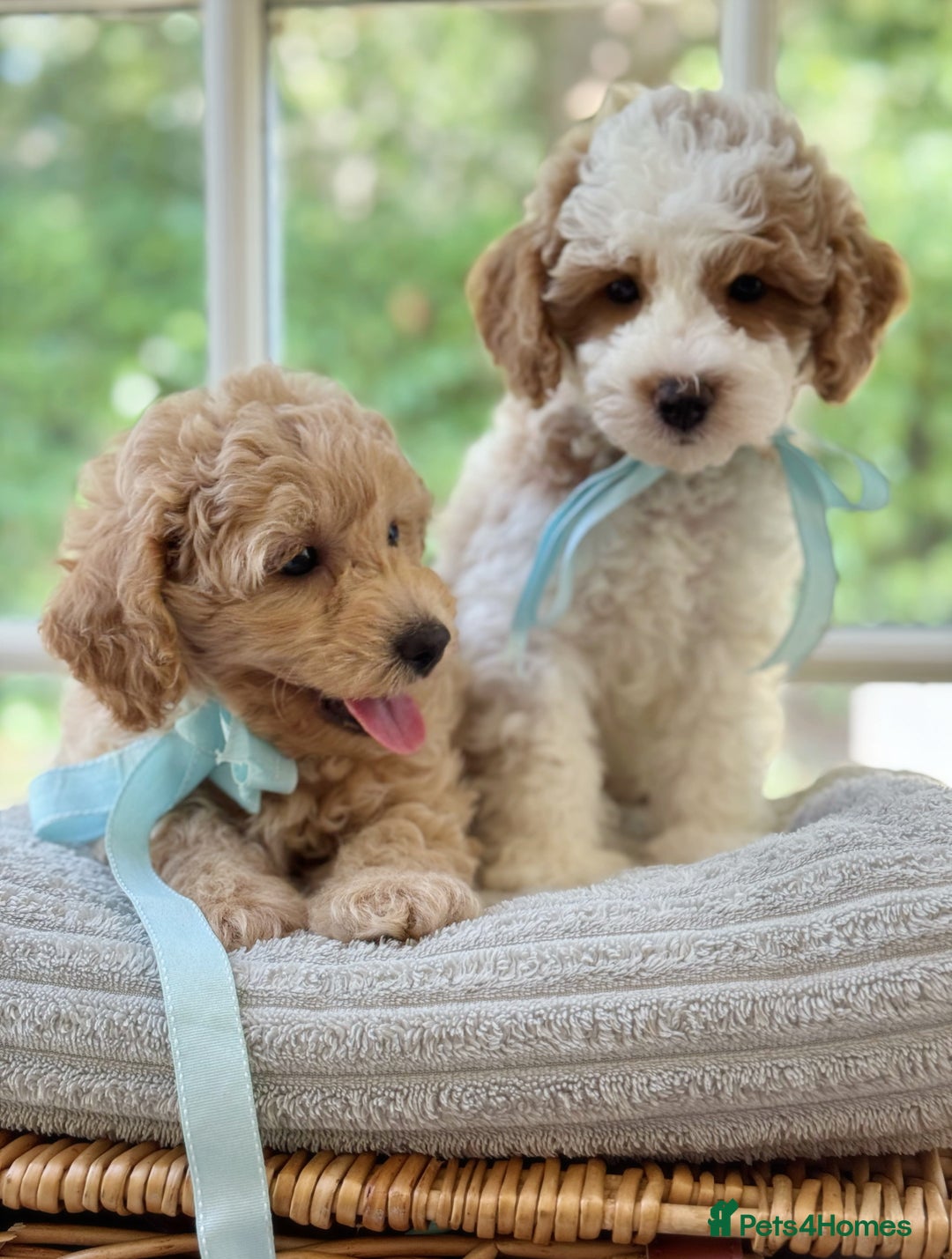 Mixed Breed dogs for sale: Teddy bear puppies - Image 3