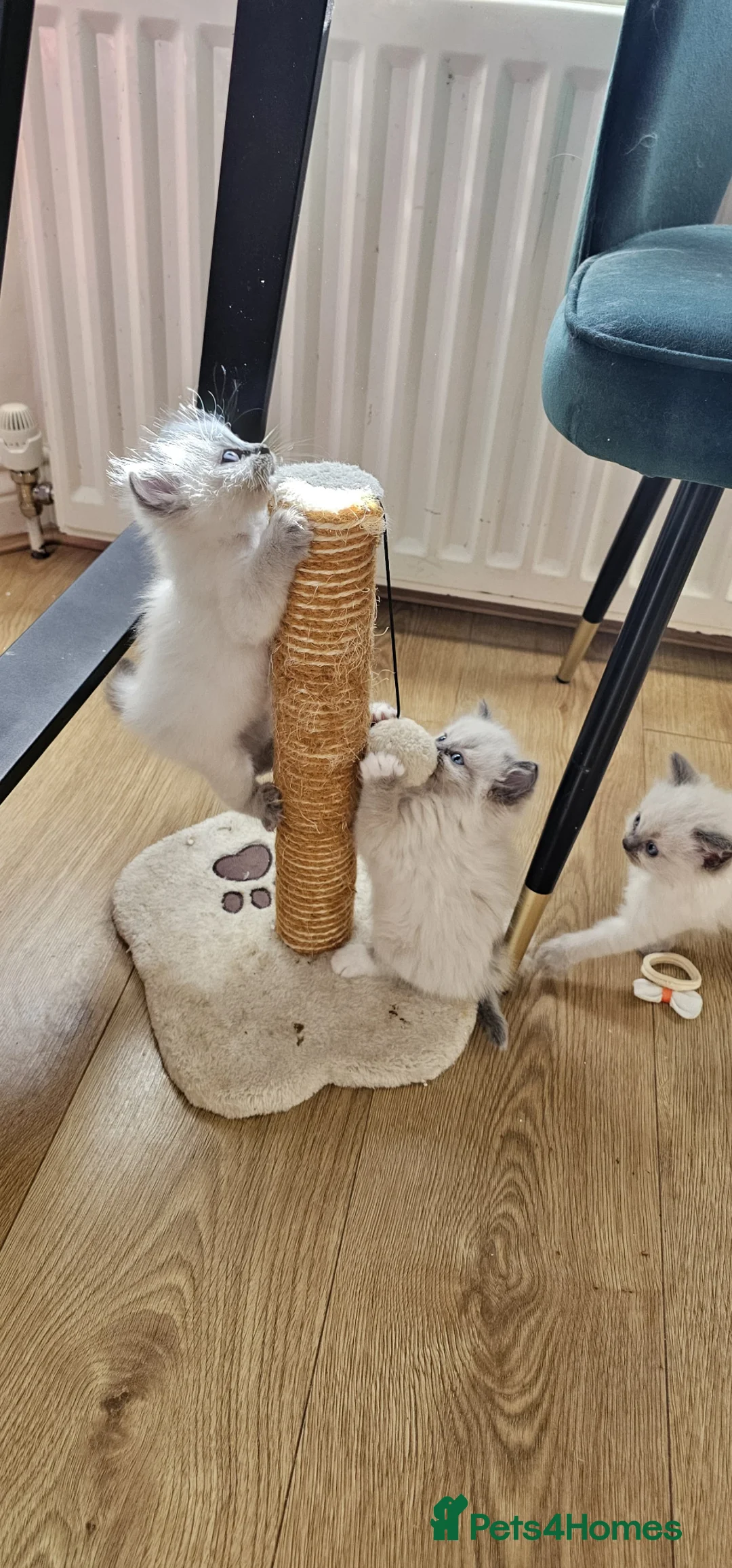 Ragdoll cats for sale: 😻 Adorable Ragdolls Kittens 😻 in Newcastle upon Tyne - Advert 1