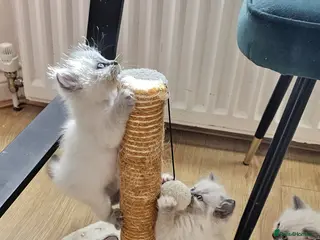 Ragdoll cats 😻 Adorable Ragdolls Kittens 😻 - Advert 1