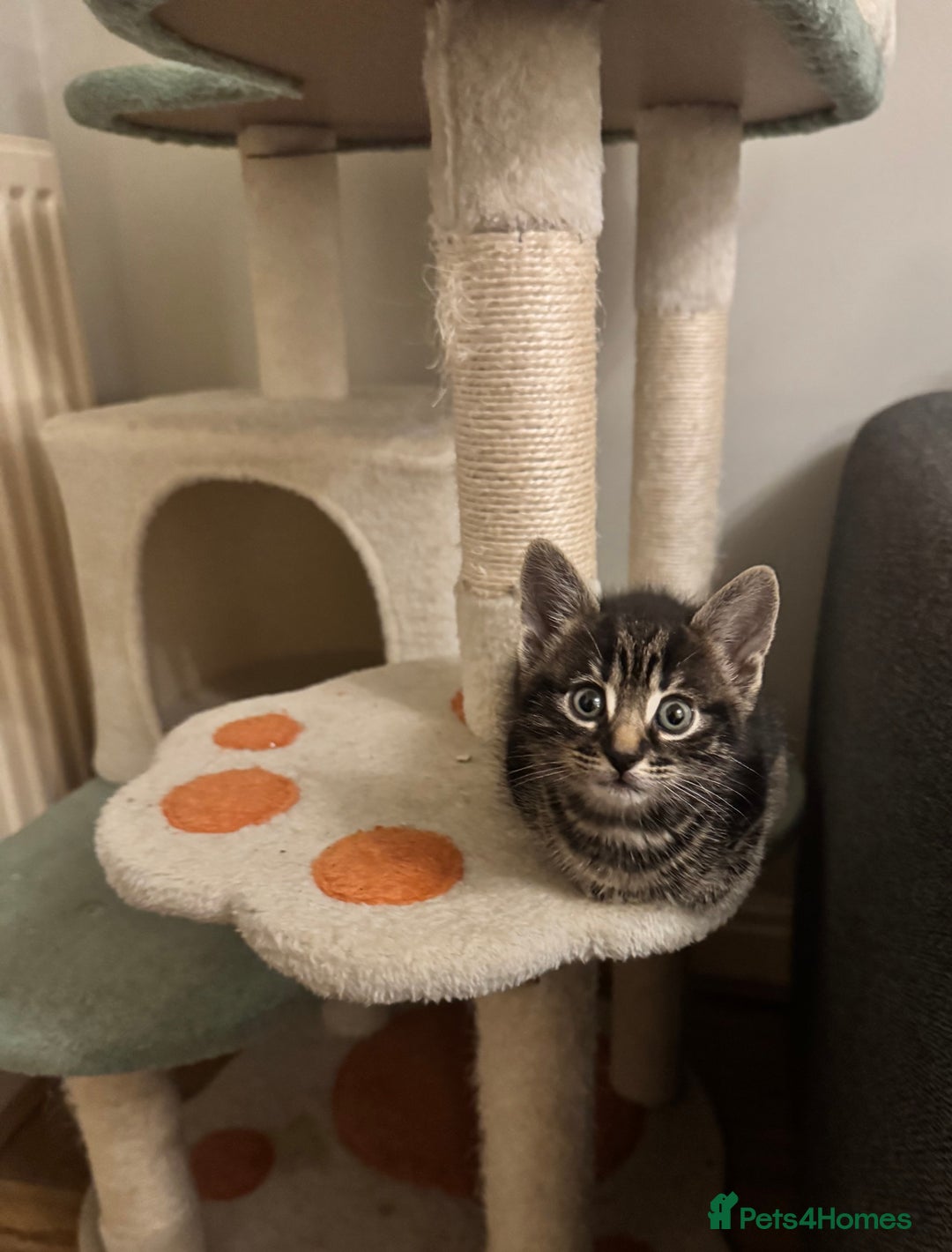 Mixed Breed cats for sale: Gorgeous Kittens ready to go in 2 weeks - Advert 7