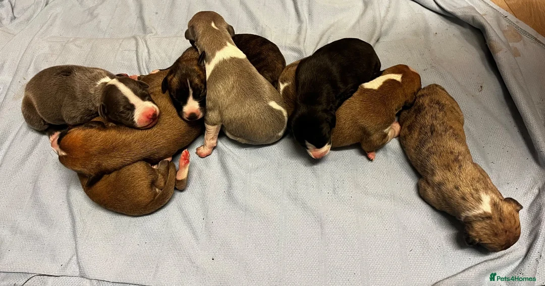 Whippet dogs for sale: KC whippet Puppies  - Advert 2