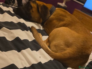 Mixed Breed dogs for sale - Advert 1