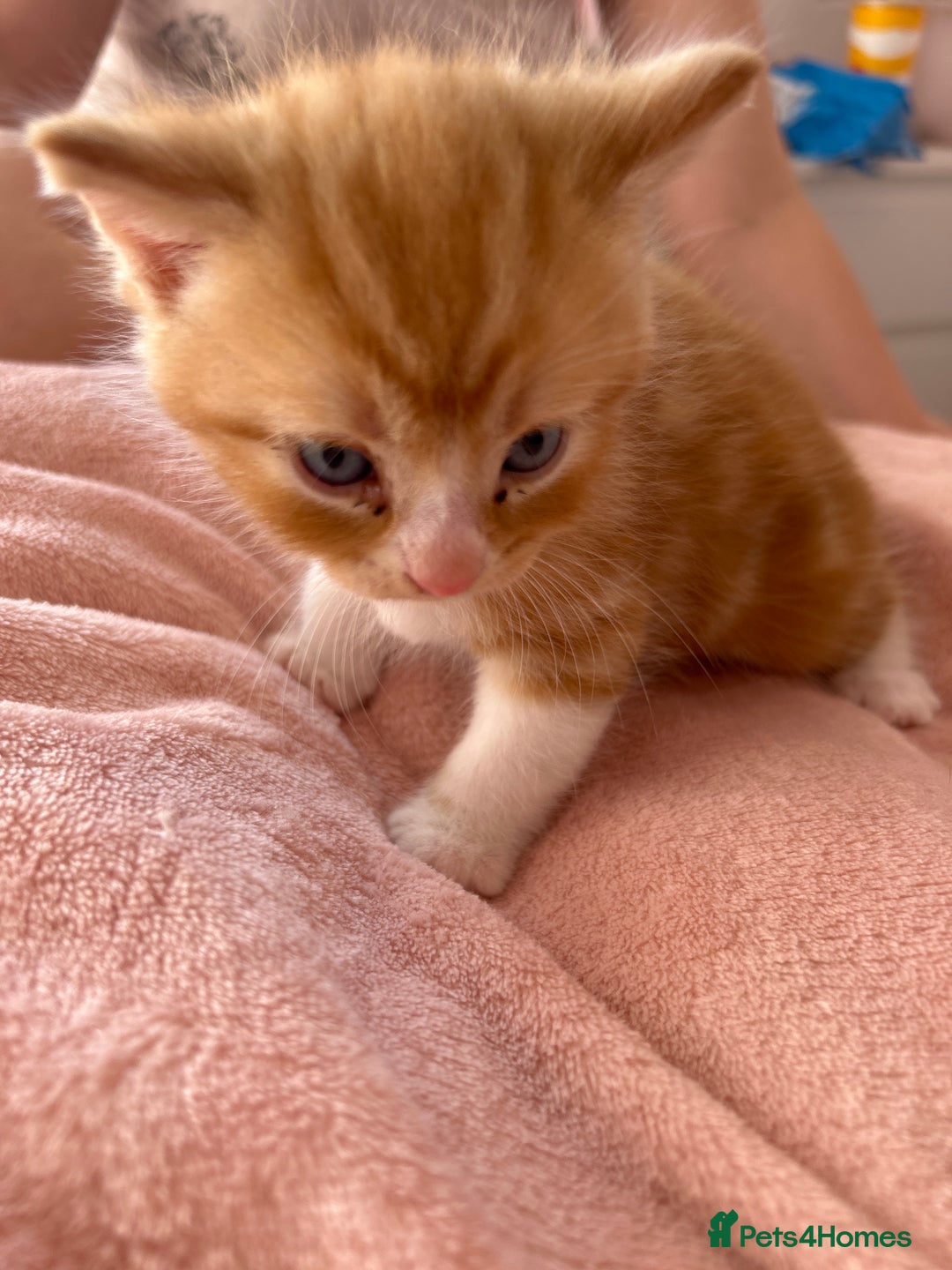 British Longhair cats for sale: Kitten - Image 3