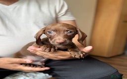 Dachshund dogs for sale: Miniature dachshund puppies  - Image 8