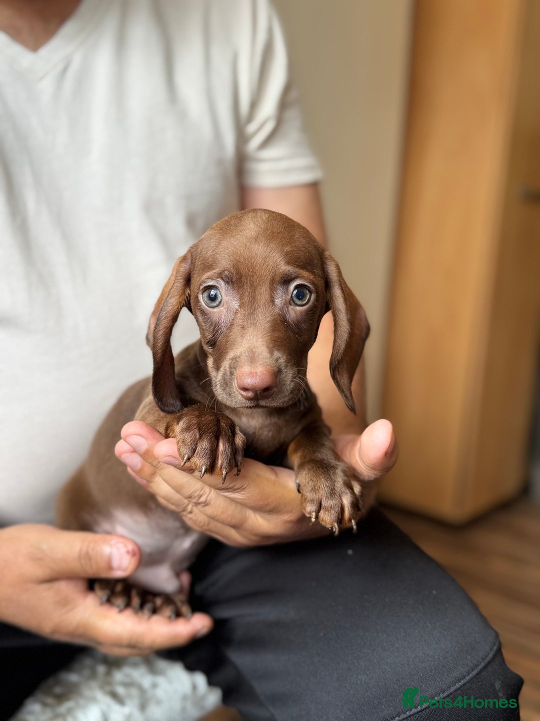 Dachshund dogs for sale: Miniature dachshund puppies  - Image 8